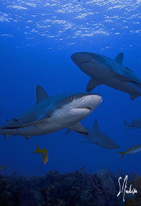 25-30 Reef Sharks make for an interesting dive. The Baham... by Steven Anderson 
